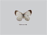 藏品(白雀斑灰蝶)的圖片